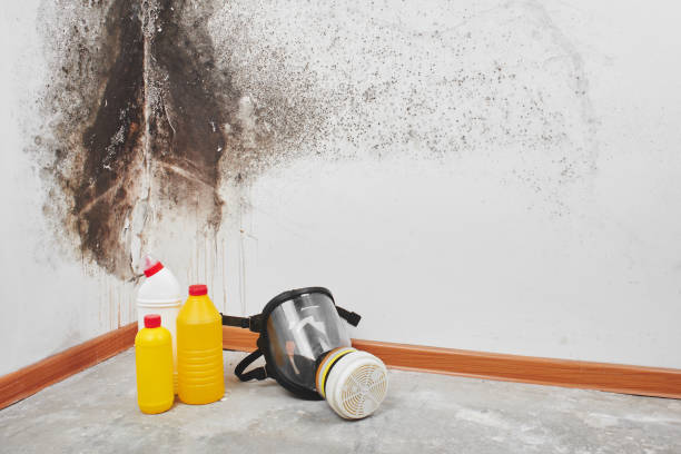 Best Mold Removal Near Me  in Chula Vista, TX