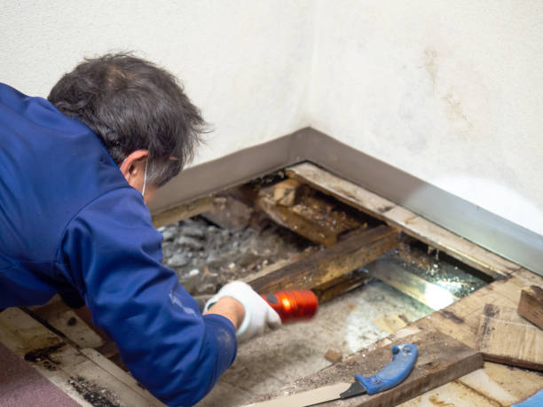 Crawl Space Mold Removal in Chula Vista, TX