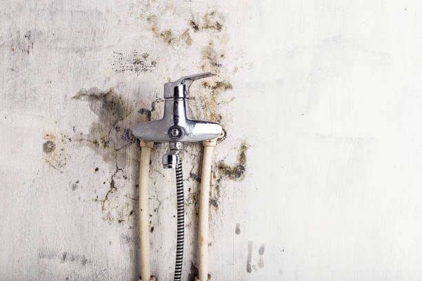 Best Mold Removal Near Me  in Chula Vista, TX