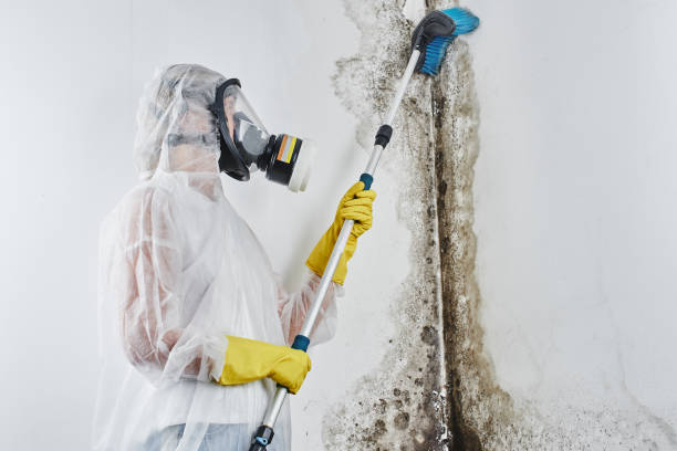 Attic Mold Removal in Chula Vista, TX