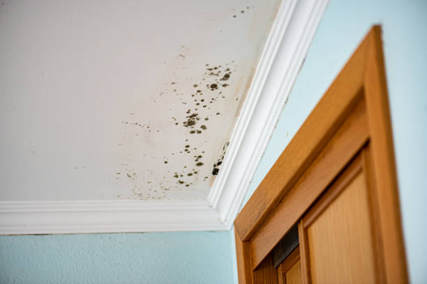 Best Mold Removal Process  in Chula Vista, TX