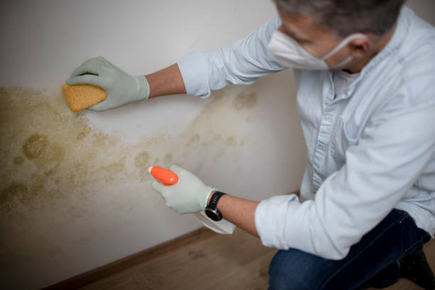 Best Emergency Mold Removal  in Chula Vista, TX