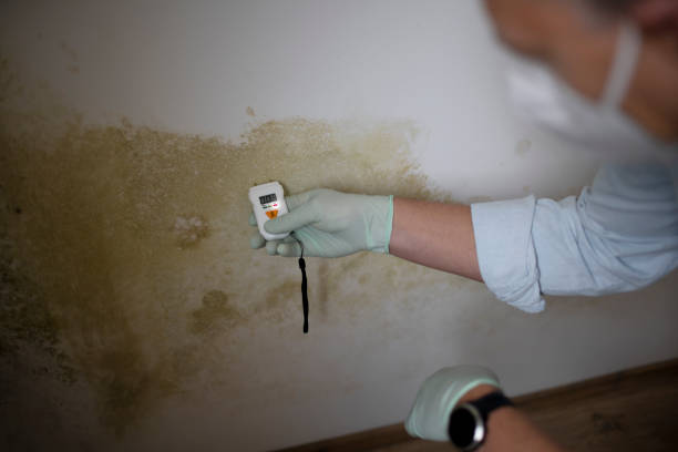 Mold Removal Process in Chula Vista, TX