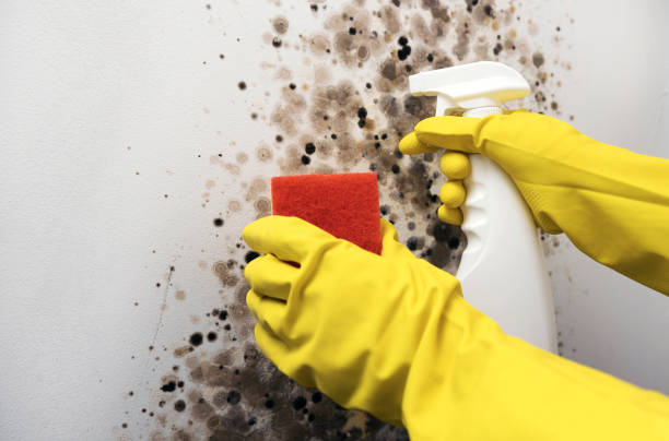 Best Mold Removal Process  in Chula Vista, TX