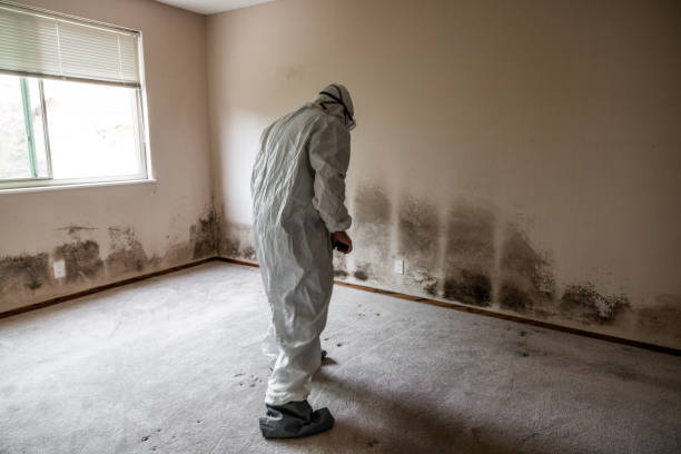 Best Residential Mold Removal  in Chula Vista, TX