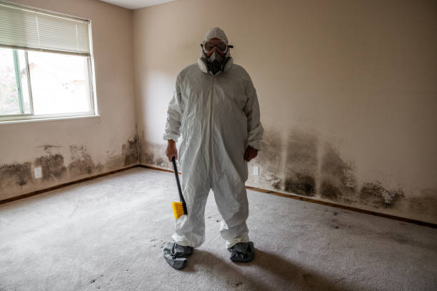 Best Professional Mold Removal  in Chula Vista, TX