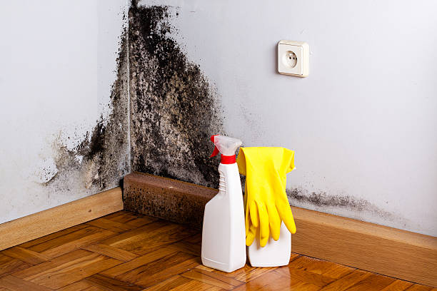 Best Black Mold Removal  in Chula Vista, TX