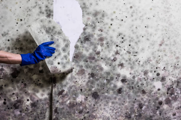 Best Crawl Space Mold Removal  in Chula Vista, TX