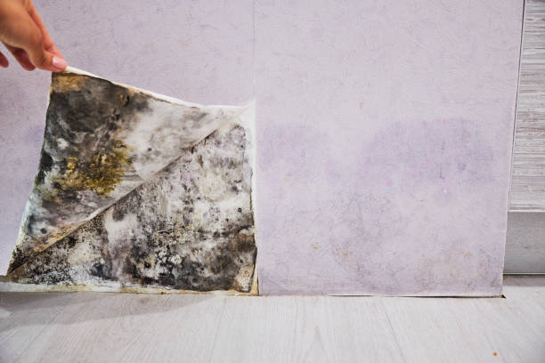 Trusted Chula Vista, TX Mold Removal Experts